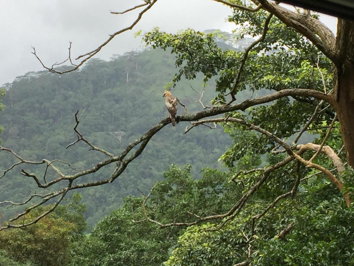 Rohana Estate Lodging & Camping Kandy Buitenkant foto