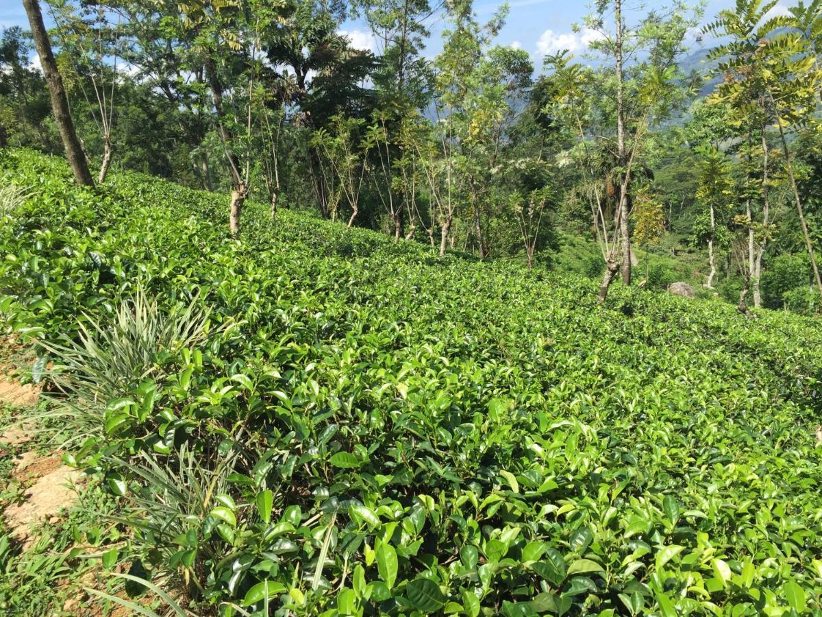 Rohana Estate Lodging & Camping Kandy Buitenkant foto