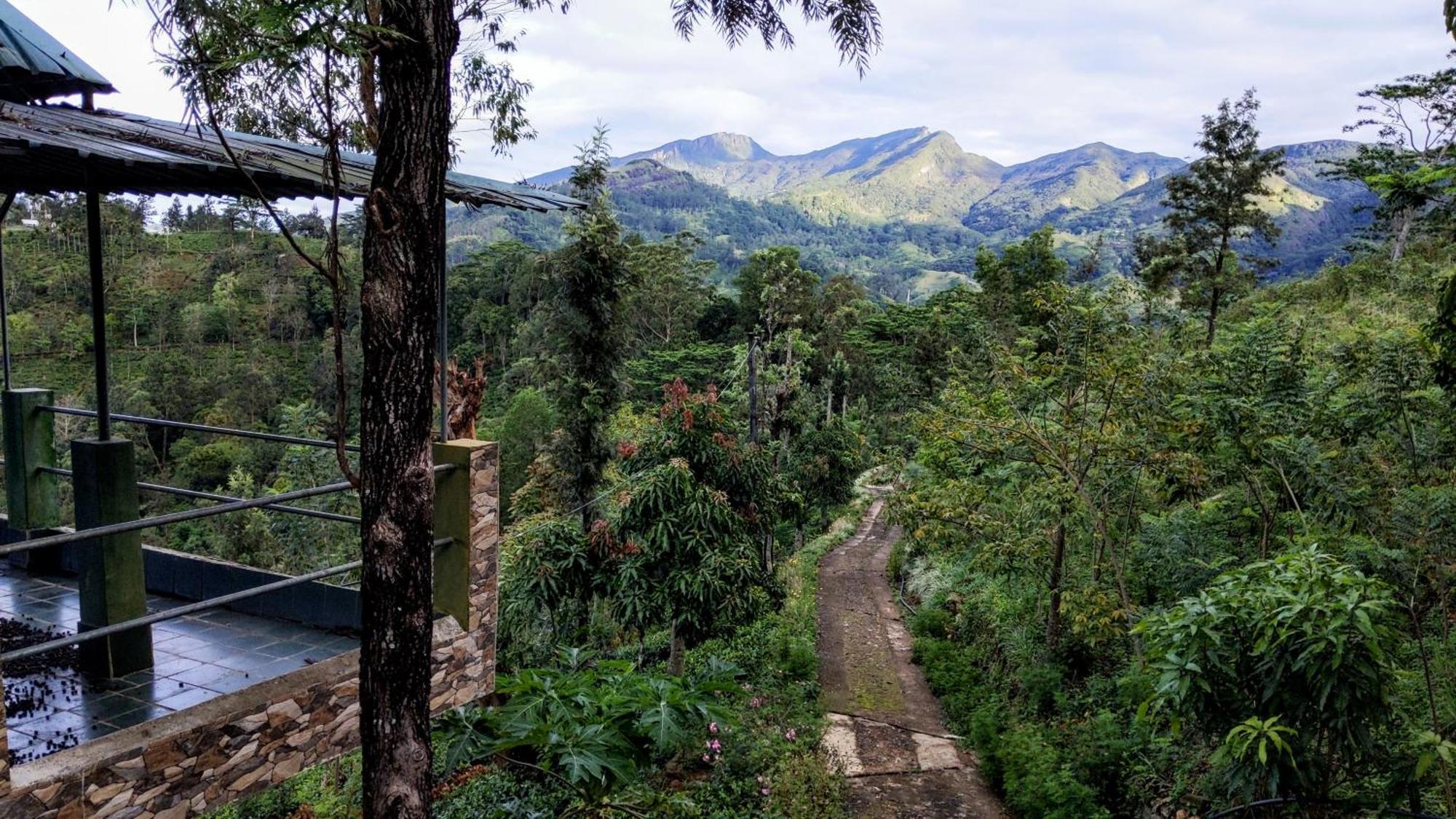 Rohana Estate Lodging & Camping Kandy Buitenkant foto